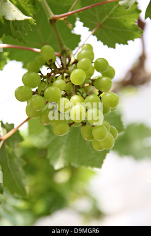 Die grüne kernlosen Trauben auf dem Baum. Stockfoto