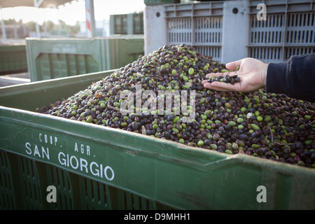 Oliven in Kisten, die in Olivenöl in der Zaccheo-Fabrik in der Nähe von Lecce, Süditalien verarbeitet werden. Stockfoto