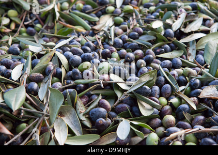 Oliven in Kisten, die in Olivenöl Zacheo werkseitig verarbeitet werden in der Nähe von Lecce, Apulien, Italien. Stockfoto