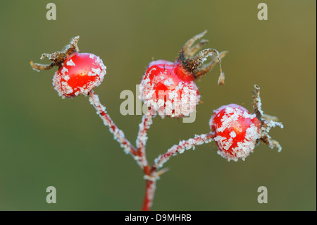 Kartoffel stieg im Raureif Apple rose Eis Obst Staat Japan rose Kartoffel rose Rosa Rugosa Wasser Winter in der Raureif mehr von Stockfoto