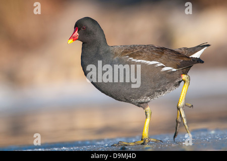 Gemeinsamen Moorhen Gallinula Chlor Opus Teich Huhn Teichralle Stockfoto