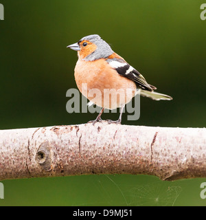 Einen männlichen Buchfinken (Fringilla Coelebs) im Vereinigten Königreich Stockfoto