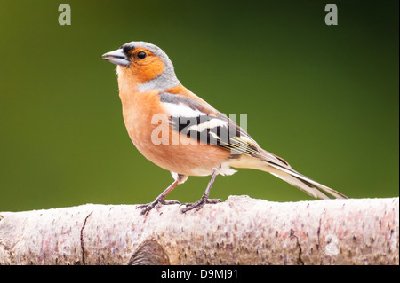 Einen männlichen Buchfinken (Fringilla Coelebs) im Vereinigten Königreich Stockfoto