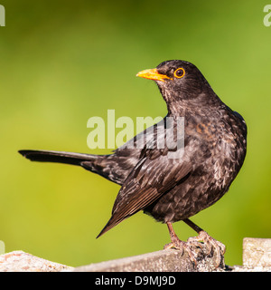 Eine junge männliche Amsel sitzt auf Birdtable (Turdus Merula) im Vereinigten Königreich Stockfoto
