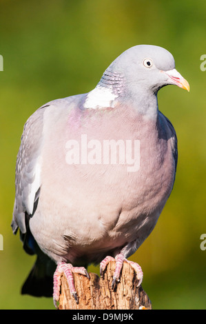 Ein Woodpigeon (Columba Palumbus) sitzt auf einem Ast im Vereinigten Königreich Stockfoto