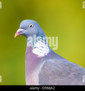 Ein Woodpigeon (Columba Palumbus) hautnah im Vereinigten Königreich Stockfoto