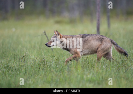 Freilebende wolf Stockfoto