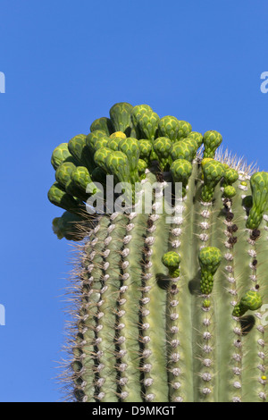 Blütenknospen auf Saguaro Kaktus (Carnegiea Gigantea) im Saguaro National Park, Kaktus Wald Schleife fahren, Tucson, Arizona; Saguaro Stockfoto