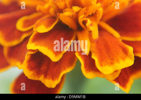 Ein Makro Bild eine Ringelblume. Stockfoto