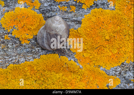 Rimmed Schnecken auf Flechten Buccinidae Felsen Flechten rimmed Schnecke rimmed Schnecken Küste Moose Norwegen Norwegen orange Stockfoto