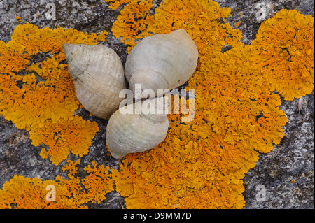 Rimmed Schnecken auf Flechten Buccinidae Felsen Flechten rimmed Schnecke rimmed Schnecken Küste Moose Norwegen Norwegen orange Stockfoto