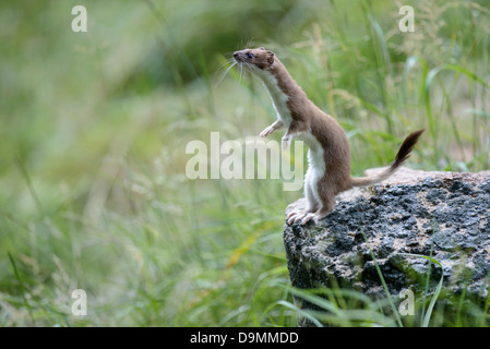 großes Wiesel Hermelin kurzes Heck Wiesel Marder Mustela Erminea Pelz Raubtier Säugetier Sommerfell Hermelin schnell Stockfoto