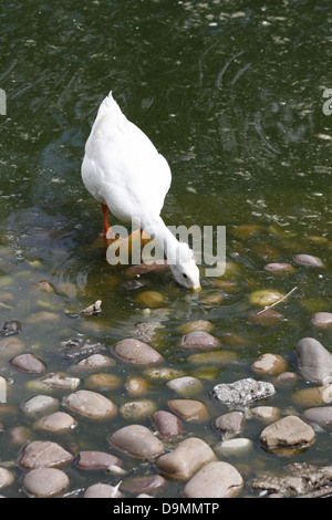 Weiße Crested Ente wühlen für Lebensmittel Anas Platyrhynchos domesticus Stockfoto