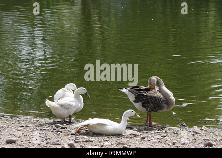 weiße Enten und grau zurückbleiben Anas Platyrhynchos Domesticus Anser Anser Gans Stockfoto