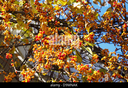 Nahaufnahme der Eröffnung gelbe Frucht Wappen Oriental Bittersweet (Celastrus Orbiculatus), leuchtend roten Beeren im Herbst zu offenbaren Stockfoto