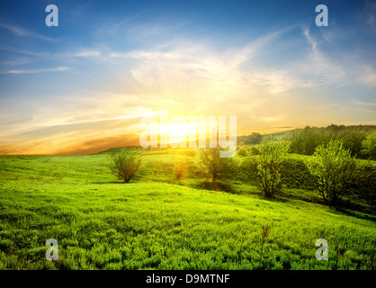 Green fields of grass and trees at sunset Stockfoto