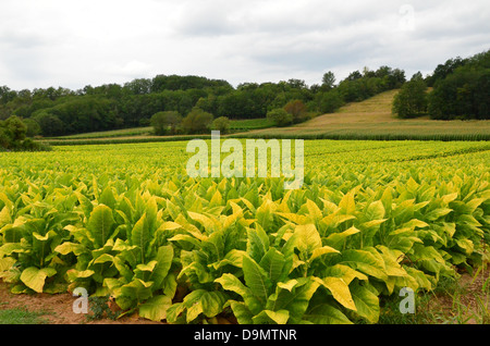 Tabakfeld Rauch in Bergerac, Dordogne, Frankreich Stockfoto