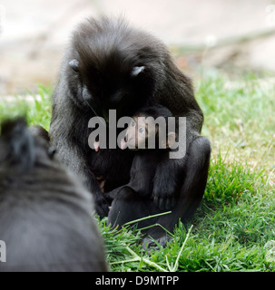 Makaken, Mutter und Kind Makaken Mutter und Kind Sulawesi crested schwarz Makaken Macaca nigra Stockfoto