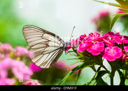 die schöne weißen Schmetterling sitzt auf Blumen Stockfoto