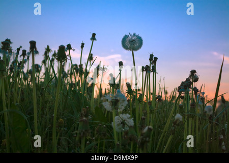 Sommer Sonnenaufgang auf einer blühenden Wiese mit Löwenzahn Stockfoto