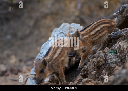 Wildschwein (Sus Scrofa): Ferkel, einfahren Cazorla, Andalusien, Spanien Stockfoto