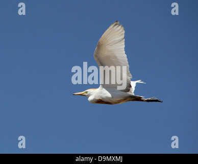 Kuhreiher (Bubulcus Ibis) im Flug Stockfoto