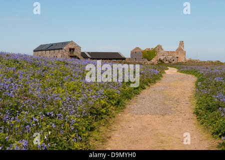 Blick auf Weg zum Bauernhof auf der Insel Skomer, Pembrokeshire, wales, UK Stockfoto