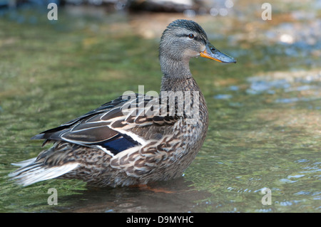 Nahaufnahme eines weiblichen Stockente stehen in klarem Wasser Stockfoto