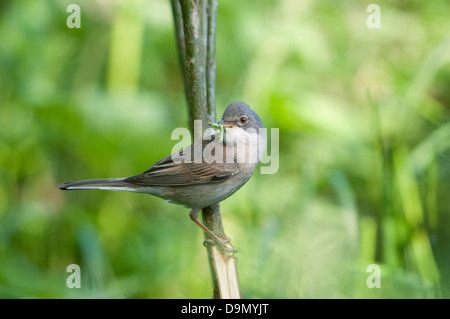 Ein Whitethroat (Sylvia Communis) kehrt zurück zum Nest mit Raupen für die Jugend Stockfoto