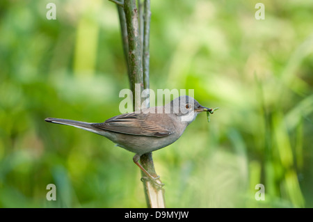 Ein Whitethroat (Sylvia Communis) kehrt zurück zum Nest mit Raupen für die Jugend Stockfoto