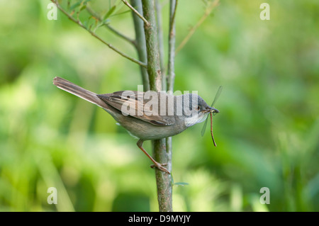 Ein Whitethroat (Sylvia Communis) kehrt zurück zum Nest mit einem großen roten Damselfly für Jugendliche Stockfoto