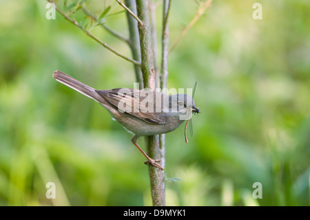 Ein Whitethroat (Sylvia Communis) kehrt zurück zum Nest mit einem großen roten Damselfly für Jugendliche Stockfoto