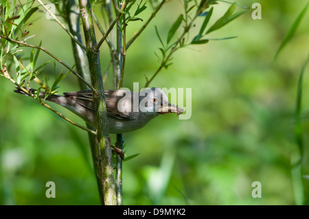 Ein Whitethroat (Sylvia Communis) kehrt zurück zum Nest mit einer frischen Libelle für die Jugend Stockfoto