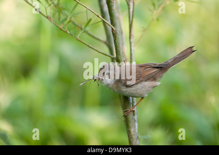 Ein Whitethroat (Sylvia Communis) kehrt zurück zum Nest mit einer Schnake für Jugendliche Stockfoto