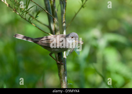 Ein Whitethroat (Sylvia Communis) kehrt zurück zum Nest mit einer frischen Libelle für die Jugend Stockfoto