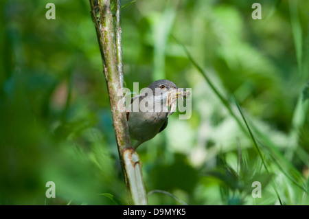 Ein Whitethroat (Sylvia Communis) kehrt zurück zum Nest mit einer frischen Libelle für die Jugend Stockfoto