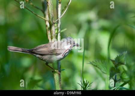 Ein Whitethroat (Sylvia Communis) kehrt zurück zum Nest mit einem großen roten Damselfly für Jugendliche Stockfoto