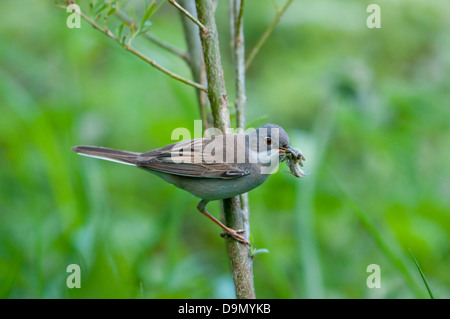 Ein Whitethroat (Sylvia Communis) kehrt zurück zum Nest mit einer frischen Libelle für die Jugend Stockfoto