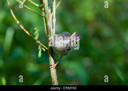 Ein Whitethroat (Sylvia Communis) kehrt zurück zum Nest mit einem Schnabel voller Lebensmittel für die Jugend Stockfoto