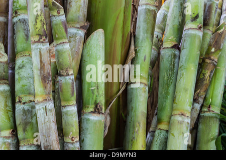 Nahaufnahme von Zuckerrohr Pflanze, saccharum Officinarum, für Zucker