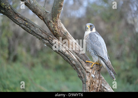 Wanderfalke (Falco Peregrinus) auf einem Toten Ast im Winter Camargue - Frankreich Stockfoto