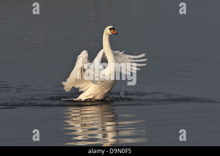 Höckerschwan beugen, seine Flügel auf stilles Wasserreflexion Stockfoto