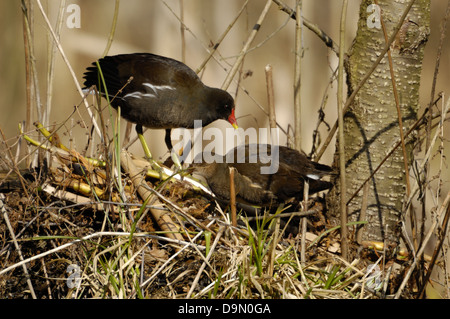 Teichhühner - gemeinsame Gallinule (Gallinula Chloropus - Fulica Chloropus) unreif & Erwachsenen in einem Sumpf im Herbst Stockfoto