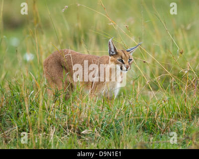 Karakal Nahaufnahme stalking für eine Beute, Masai Mara, Kenia Stockfoto