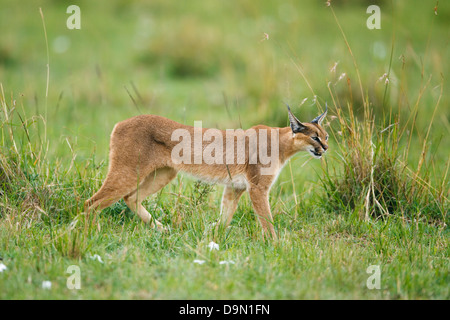 Karakal Nahaufnahme stalking für eine Beute, Masai Mara, Kenia Stockfoto