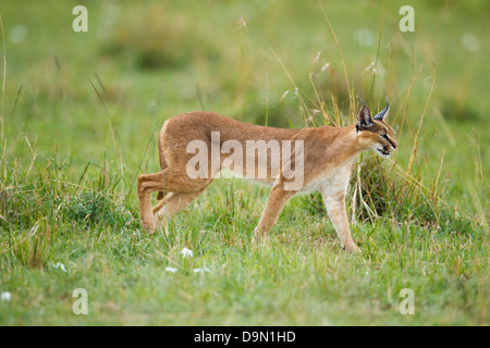 Karakal Nahaufnahme stalking für eine Beute, Masai Mara, Kenia Stockfoto