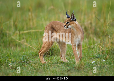 Karakal Nahaufnahme stalking für eine Beute, Masai Mara, Kenia Stockfoto