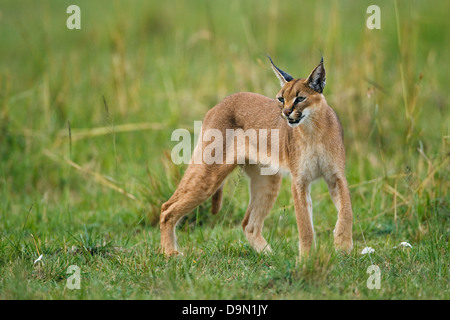 Karakal Nahaufnahme stalking für eine Beute, Masai Mara, Kenia Stockfoto