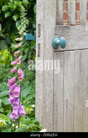 Geheimen Garten Eingang. Alte Holztür im englischen Garten. Stockfoto