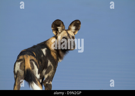 Afrikanischer Wildhund Nahaufnahme Hochformat, Serengeti, Tansania Stockfoto